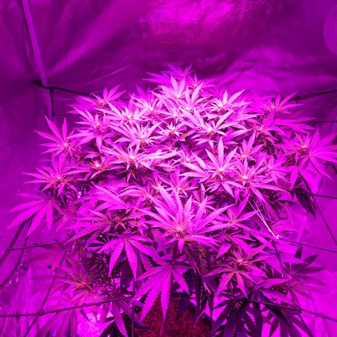 Lemon haze (Mother) growlog timeline photo