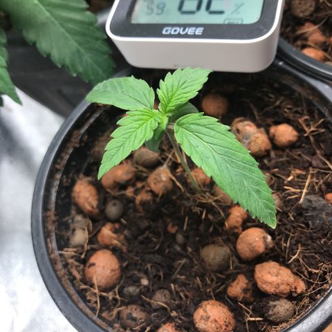 Willy growlog timeline photo