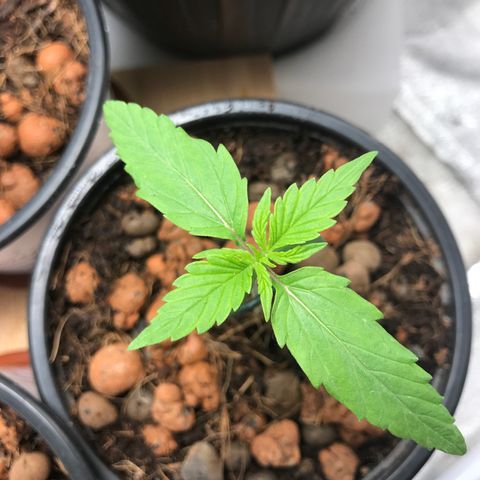 Nigel growlog timeline photo