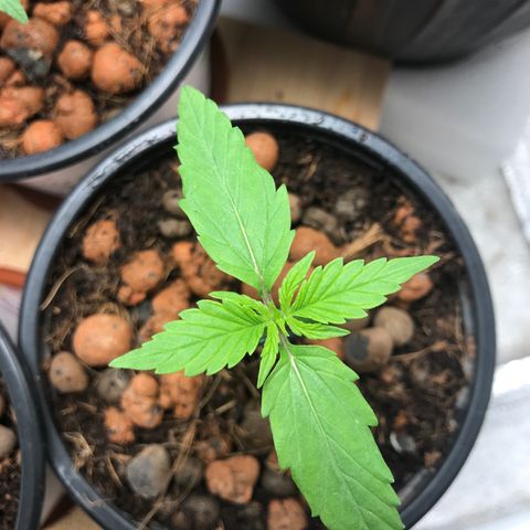 Nigel growlog timeline photo