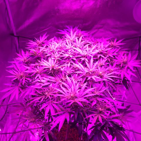Lemon haze (Mother) growlog timeline photo