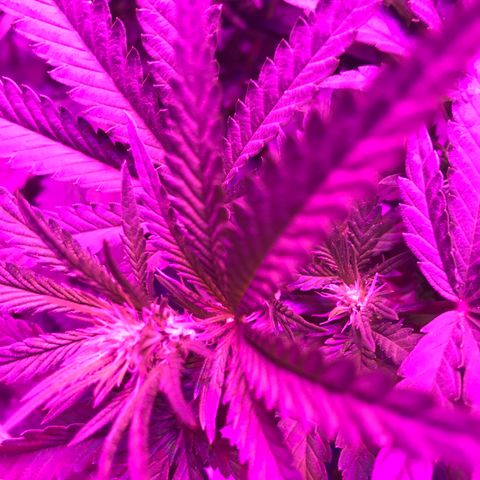 Lemon haze (Mother) growlog timeline photo