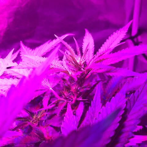 Lemon haze (Mother) growlog timeline photo