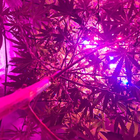 Lemon haze (Mother) growlog timeline photo