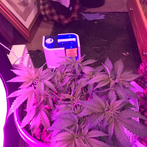 Lemmy (Clone) growlog photo: Switch to flower 