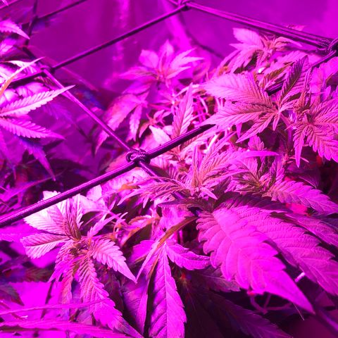 Lemmy (Clone) growlog timeline photo