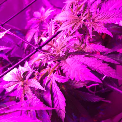 Lemmy (Clone) growlog timeline photo