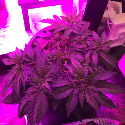 Lemmy (Clone) growlog photo: Switch to flower 