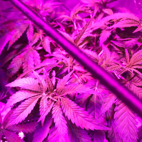 Lemmy (Clone) growlog timeline photo