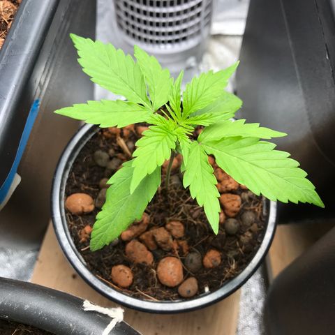 Nigel growlog timeline photo