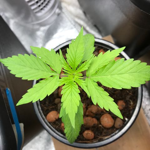Nigel growlog timeline photo