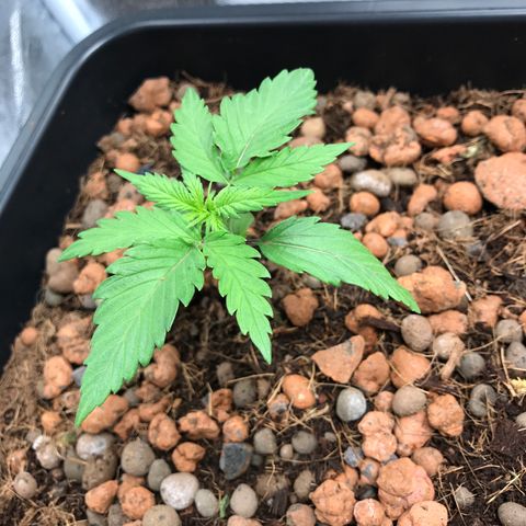 Willy growlog timeline photo