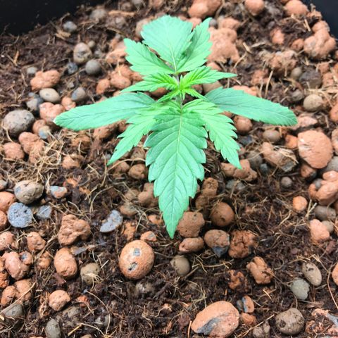 Willy growlog timeline photo