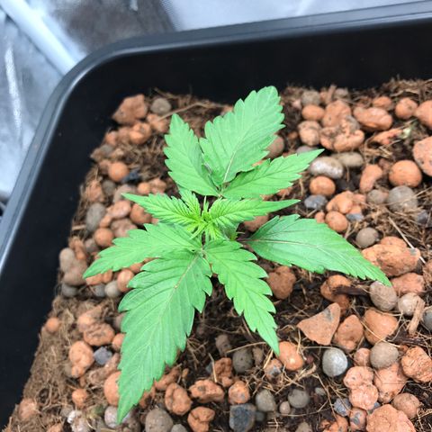 Willy #2 The Widower  growlog photo