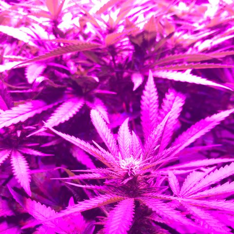 Lemon haze (Mother) growlog timeline photo