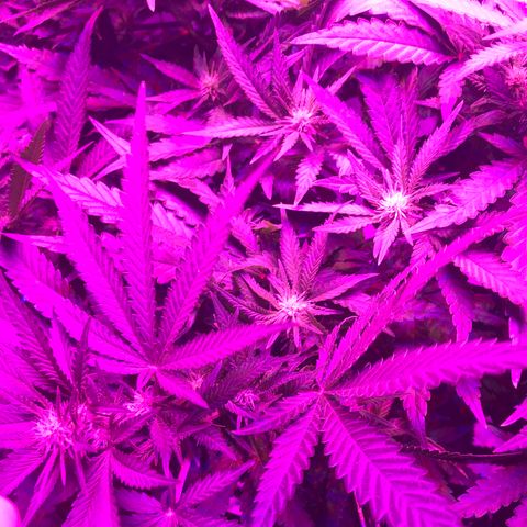 Lemon haze (Mother) growlog timeline photo