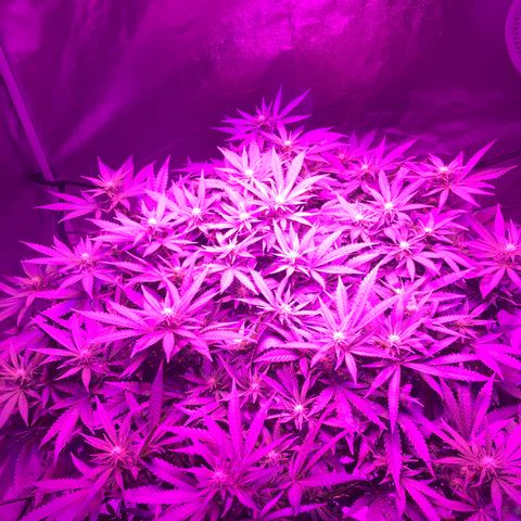 Lemon haze (Mother) growlog timeline photo