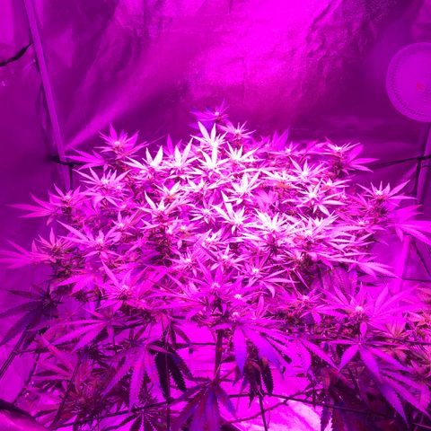 Lemon haze (Mother) growlog timeline photo
