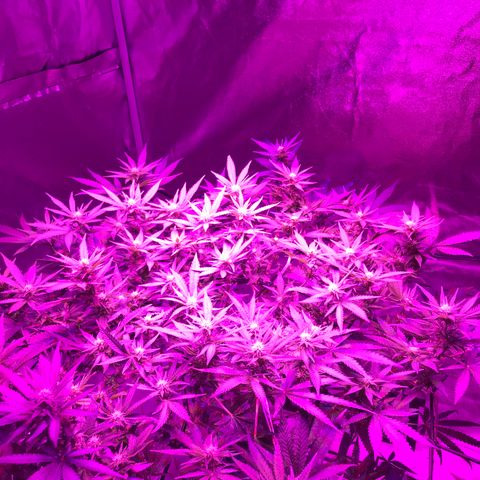 Lemon haze (Mother) growlog timeline photo