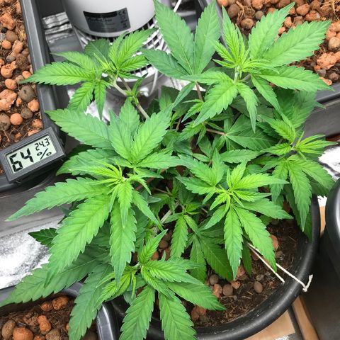 George Clone-y growlog timeline photo
