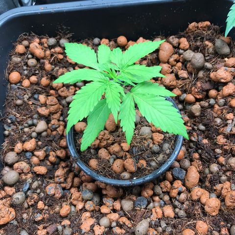 Nigel growlog timeline photo