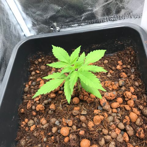 Nigel growlog timeline photo