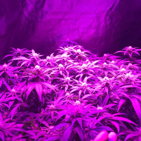 Lemon haze (Mother) growlog timeline photo