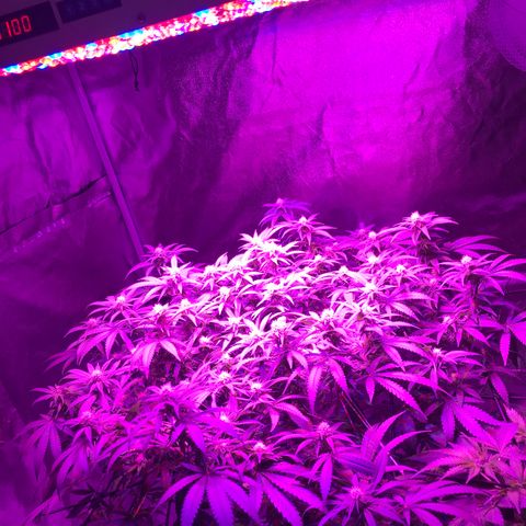 Lemon haze (Mother) growlog timeline photo