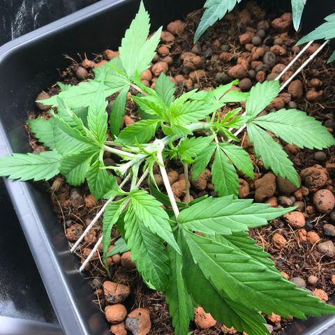 Nigel growlog timeline photo