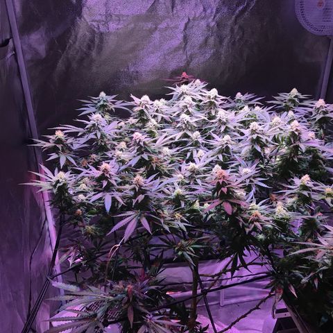 Lemon haze (Mother) growlog timeline photo