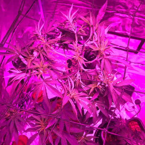 Lemon haze (Mother) growlog photo: All earlier photos from 5/11 onwards