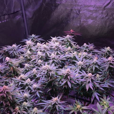 Lemon haze (Mother) growlog photo: Week 5