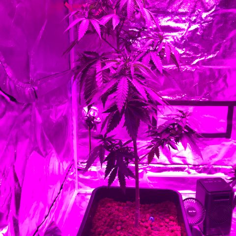 Lemon haze (Mother) growlog photo: All earlier photos from 5/11 onwards