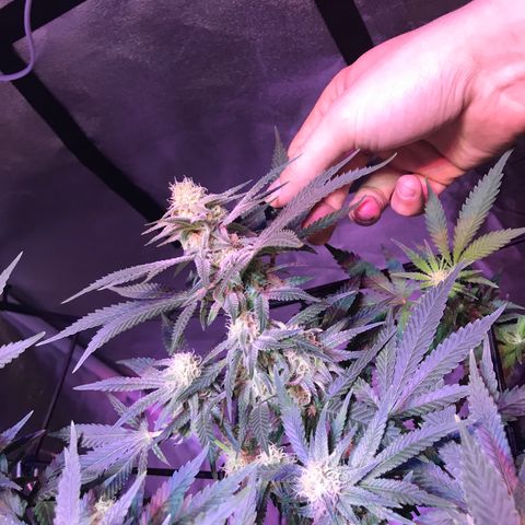 Lemon haze (Mother) growlog timeline photo