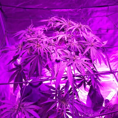 Lemon haze (Mother) growlog photo: All earlier photos from 5/11 onwards