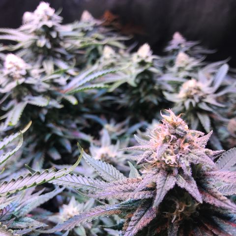Lemon haze (Mother) growlog timeline photo