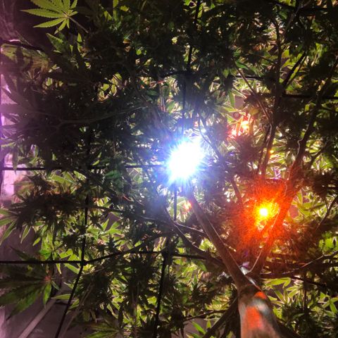 Lemon haze (Mother) growlog photo: 5-6th week of flower 