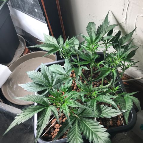 Willy growlog photo: LST and trim