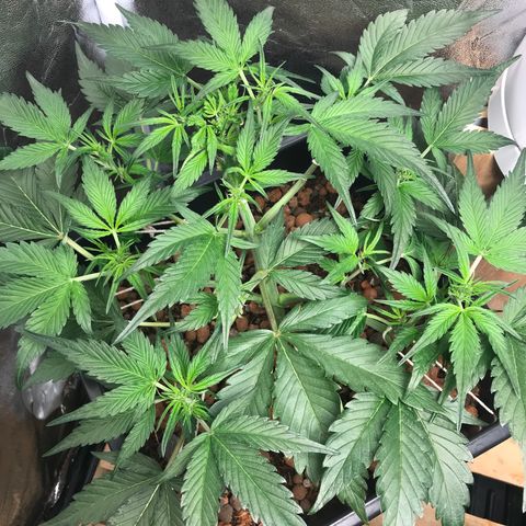 Willy growlog timeline photo
