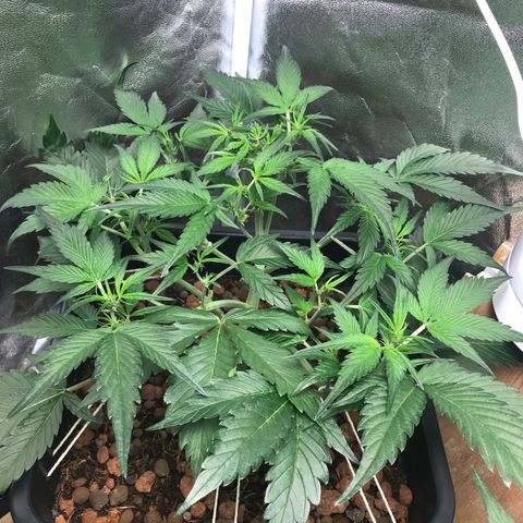 Willy growlog timeline photo
