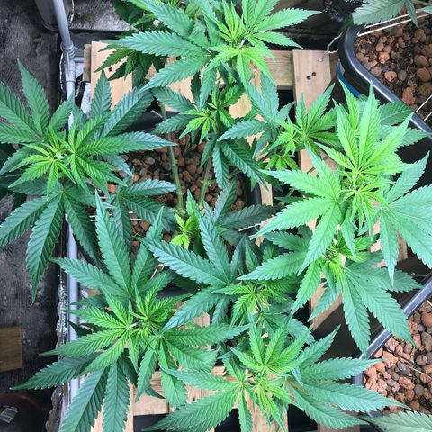 George Clone-y growlog timeline photo