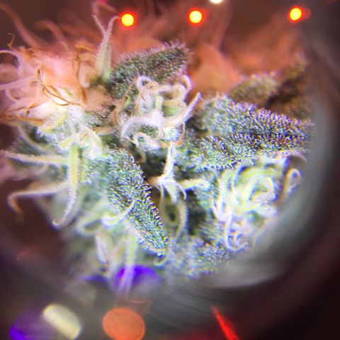 Lemon haze (Mother) growlog photo: 5-6th week of flower 
