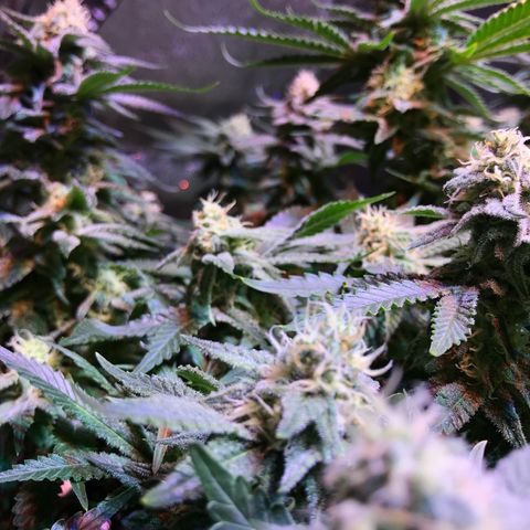 Lemon haze (Mother) growlog photo: 5-6th week of flower 