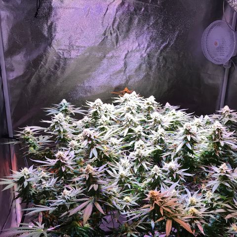 Lemon haze (Mother) growlog photo: 5-6th week of flower 