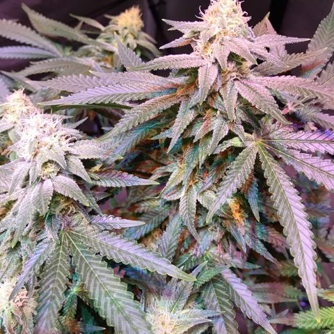 Lemon haze (Mother) growlog photo: 5-6th week of flower 