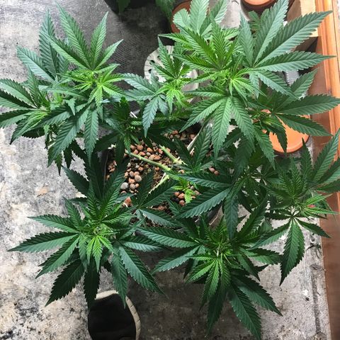 George Clone-y growlog timeline photo