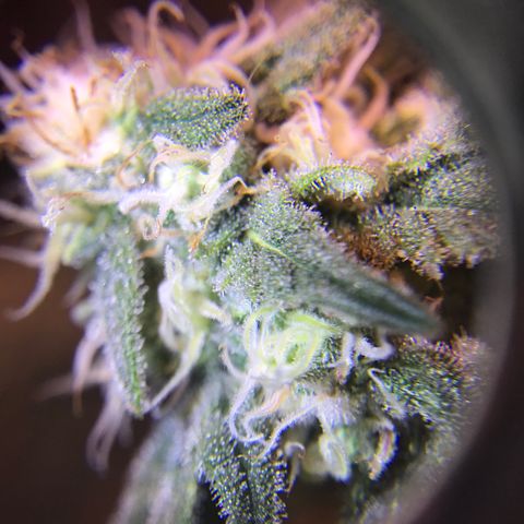 Lemon haze (Mother) growlog photo: 5-6th week of flower 