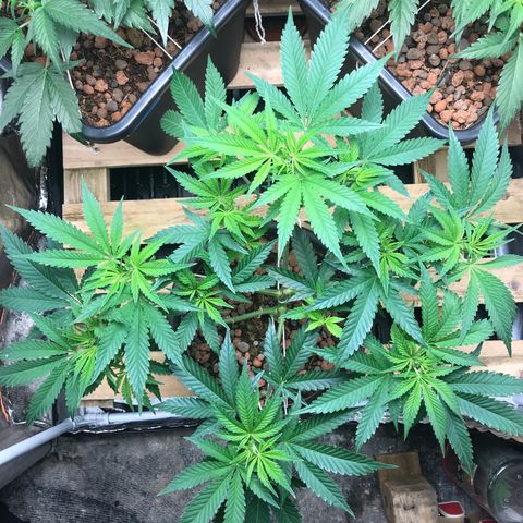 George Clone-y growlog timeline photo