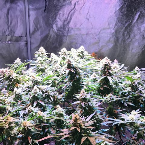 Lemon haze (Mother) growlog timeline photo