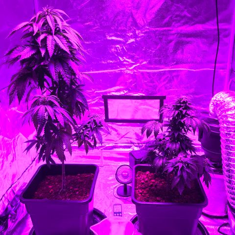 Lemon haze (Mother) growlog photo: All earlier photos from 5/11 onwards